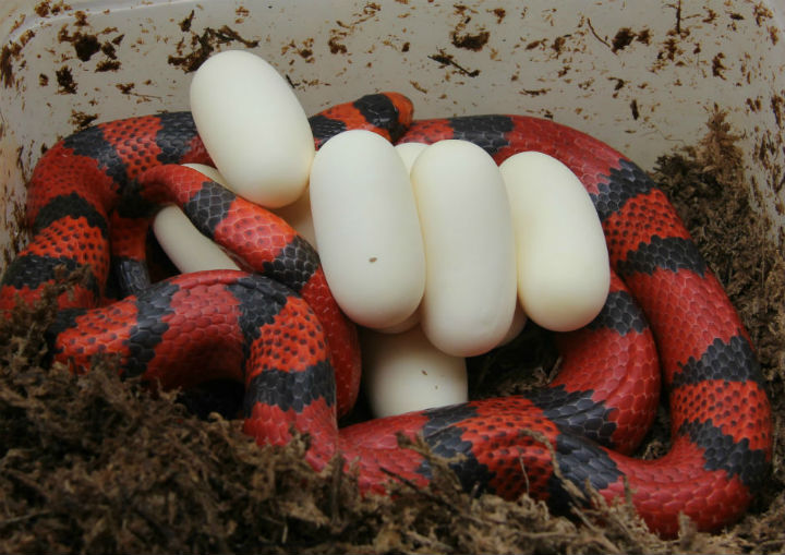 Honduran Milk Snake
